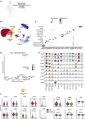 Single-cell mapping of leukocyte immunoglobulin-like receptors in kidney transplant rejection